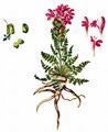 Lousewort - Pedicularis sylvatica L.