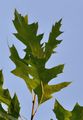 Pin Oak - Quercus palustris Münchh.