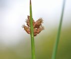 Common Club-Rush - Schoenoplectus lacustris (L.) Palla