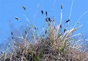 Kalk-Blaugras - Sesleria caerulea (L.) Ard.