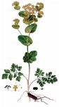 Stengelumfassende Gelbdolde - Smyrnium perfoliatum L. 