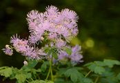 Akeleiblättrige Wiesenraute - Thalictrum aquilegiifolium L.