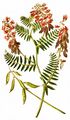 Fine-Leaved Vetch - Vicia tenuifolia Roth