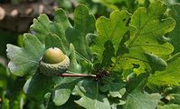 Quercus robur (Stiel-Eiche) - Frucht (Eichel)