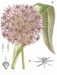 Sternkugel-Lauch - Allium cristophii Trautv. 