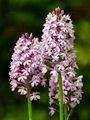 Pyramidal Orchid - Anacamptis pyramidalis (L.) Rich.