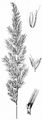 Mountain Smallreed - Calamagrostis varia (Schrad.) Host