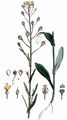 Gold-Of-Pleasure - Camelina sativa (L.) Crantz