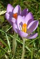 Frühlings-Krokus - Crocus vernus (L.) Hill