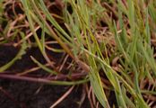 Small Sweet-Grass - Glyceria declinata Bréb.