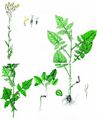 Oak Lettuce - Lactuca quercina L.