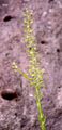 Field Pepperwort - Lepidium campestre (L.) W. T. Aiton