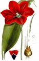 Garden Tulip - Tulipa gesneriana L. 