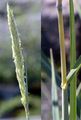 Lyme-Grass - Leymus arenarius (L.) Hochst.
