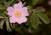 Harsh Downy-Rose - Rosa tomentosa Sm.