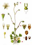 Knöllchen-Steinbrech - Saxifraga granulata L. 