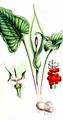 Lords-And-Ladies - Arum maculatum L.