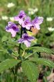 Finger-Zahnwurz - Cardamine pentaphyllos (L.) Crantz