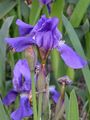 Pygmy Iris - Iris pumila L.