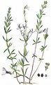 Pale Toadflax - Linaria repens (L.) Mill.