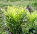 Ostrich Fern - Onoclea struthiopteris (L.) Roth