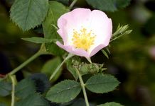 Tannen-Rose - Rosa abietina Christ 