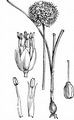 Round-Headed Leek - Allium sphaerocephalon L.