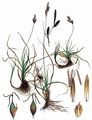 Spring-Sedge - Carex caryophyllea Latourr. 