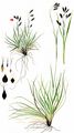 Red-Brown Sedge - Carex fuliginosa Schkuhr