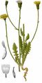 Stink-Pippau - Crepis foetida L.