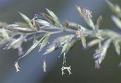 Crested Hair-Grass - Koeleria macrantha (Ledeb.) Schult.