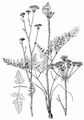 Hartswort - Peucedanum cervaria (L.) Lapeyr.