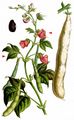 French Bean - Phaseolus vulgaris L.