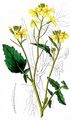 Jointed Charlock - Raphanus raphanistrum L.