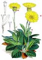 Chamois Ragwort - Senecio doronicum (L.) L.