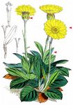 Gemswurz-Greiskraut - Senecio doronicum (L.) L. 