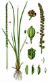 Sea Arrowgrass - Triglochin maritima L.