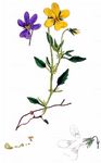 Westfälisches Galmeiveilchen - Viola guestphalica Nauenb. 