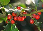 Ilex aquifolium (Europäische Stechpalme) - Früchte