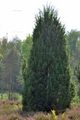 Juniperus communis subsp. communis (Gewöhnlicher Wacholder)