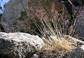 Northern Bentgrass - Agrostis rupestris All.