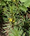 Ground-Pine - Ajuga chamaepitys (L.) Schreb. 