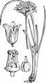 Chives - Allium schoenoprasum L.
