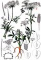 Bullwort - Ammi majus L.