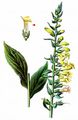 Straw Foxglove - Digitalis lutea L.