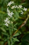 Glattes Wald-Labkraut - Galium intermedium Schult. 