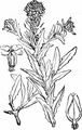Smith's Pepperwort - Lepidium heterophyllum Benth.