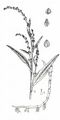 Water-Pepper - Persicaria hydropiper (L.) Delarbre
