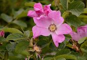 Japanese Rose - Rosa rugosa Thunb.