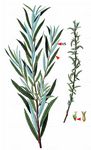 Lavendel-Weide - Salix eleagnos Scop. 
